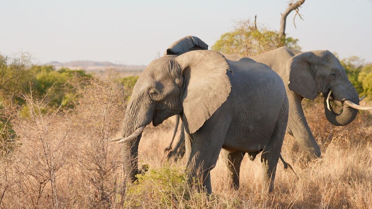 African elephants.jpg
