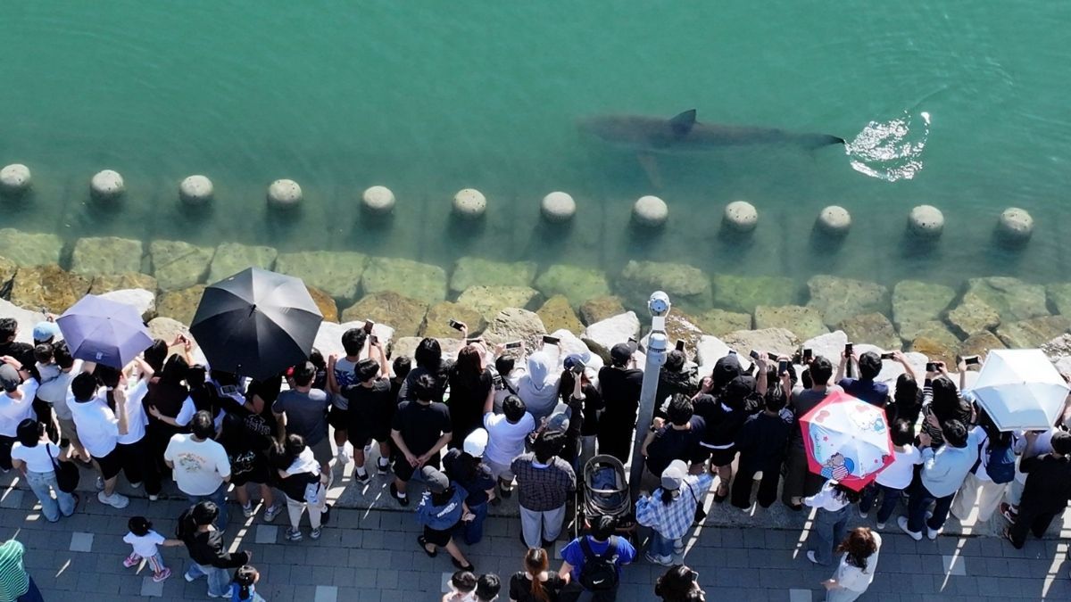 Busan shark sighting draws crowds and sparks short-lived ‘Baby Shark’ stock theme.jpg