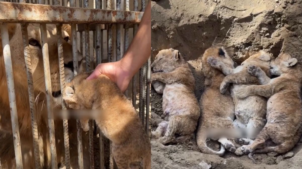 Four lion cubs die at Gaza zoo amid food and medicine shortages