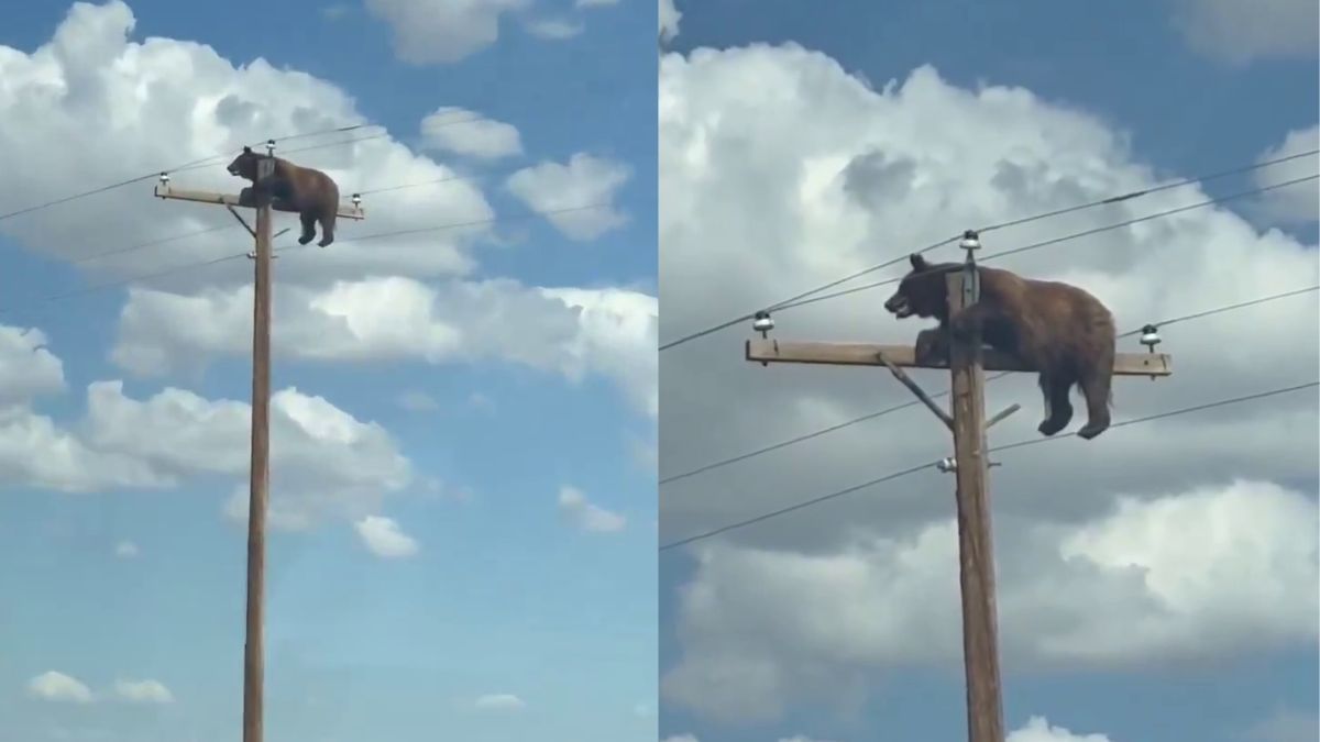 Black bear climbs utility pole in New Mexico, later dies before rescue attempt