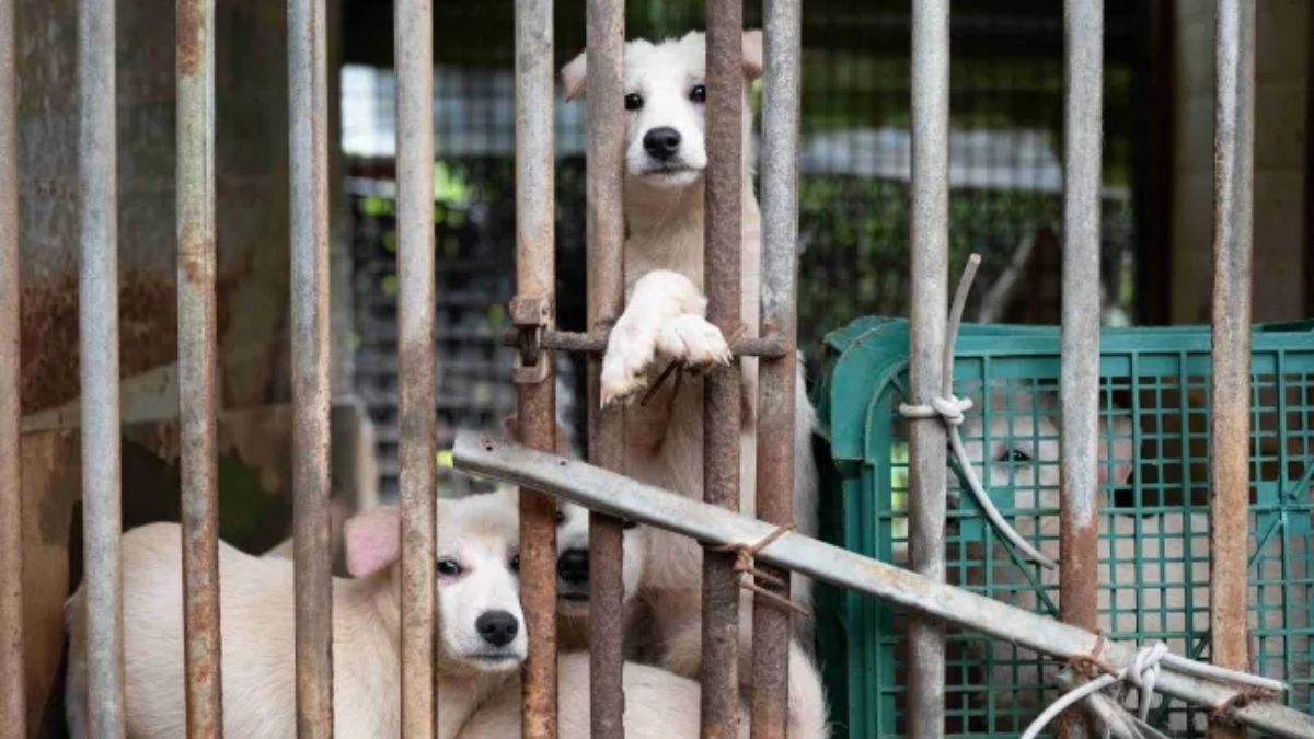 More than 70 dogs rescued from South Korean farm ahead of 2027 ban