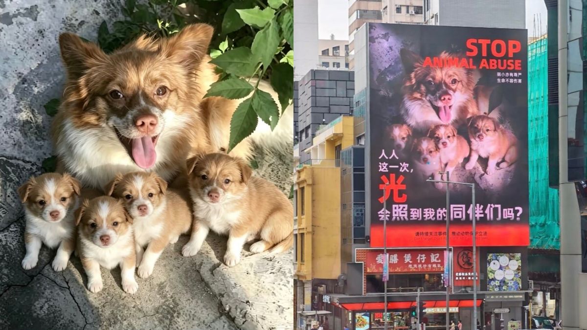 12 Bitcoin bounty surfaces after Guangdong boys burn stray mother dog and puppies to death