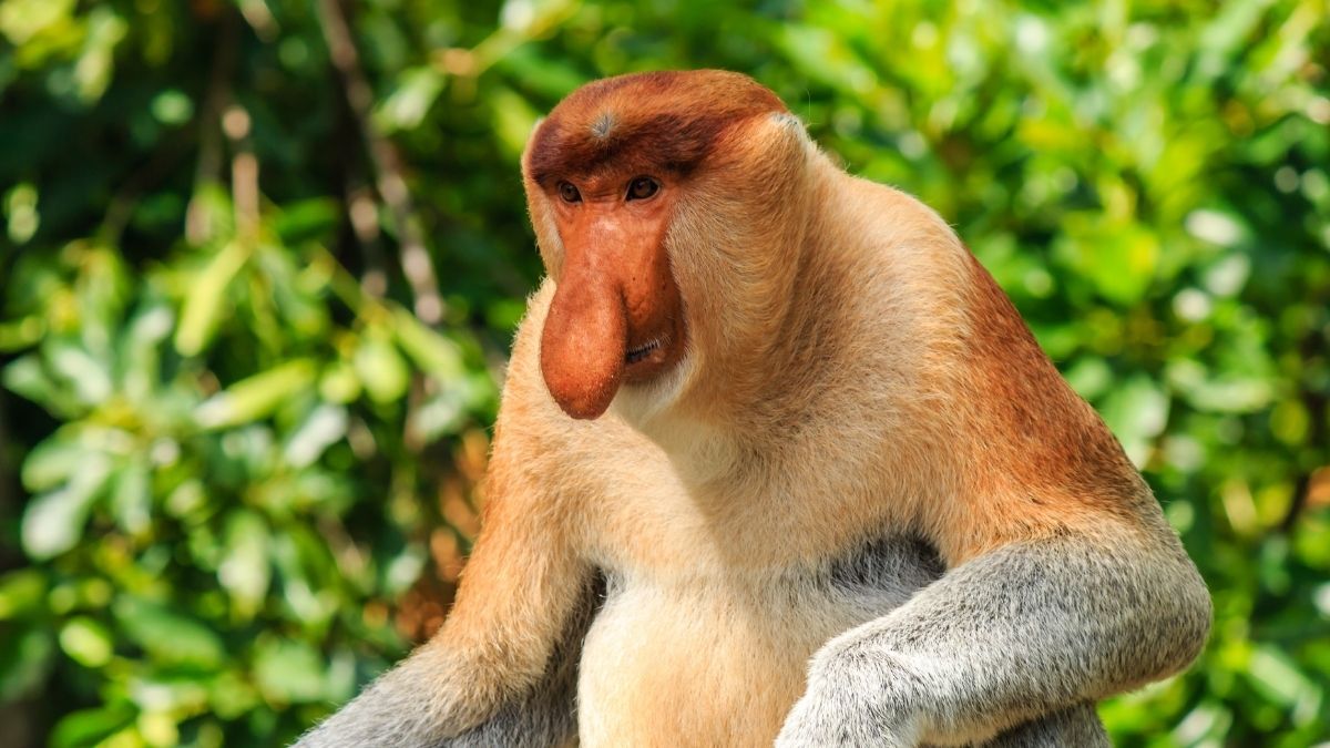 Twelve protected proboscis monkeys die as fires sweep fragmented habitat in Borneo