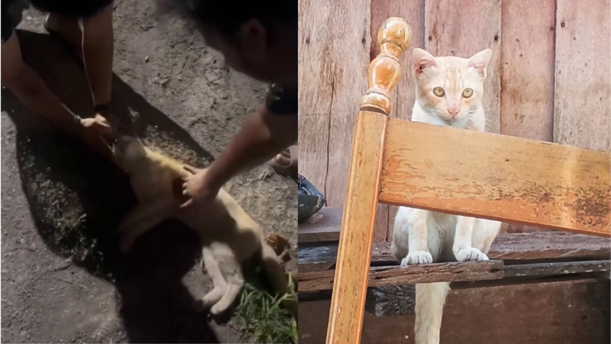 Volunteers revive cat with CPR after it is hit by pickup truck in Ayutthaya, Thailand