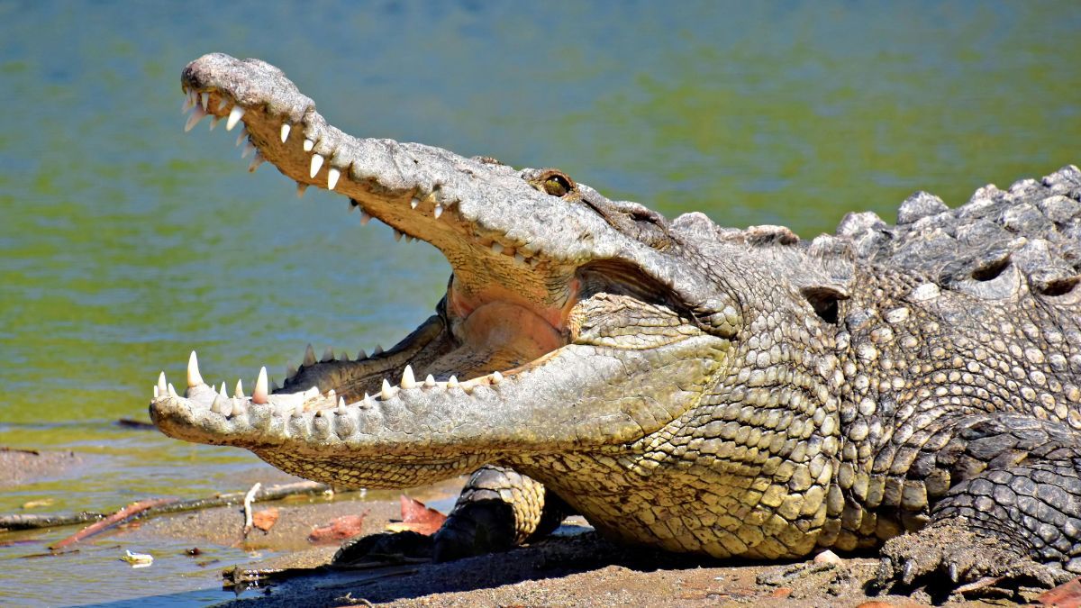 Israel approves legal change that could allow crocodiles near prisons