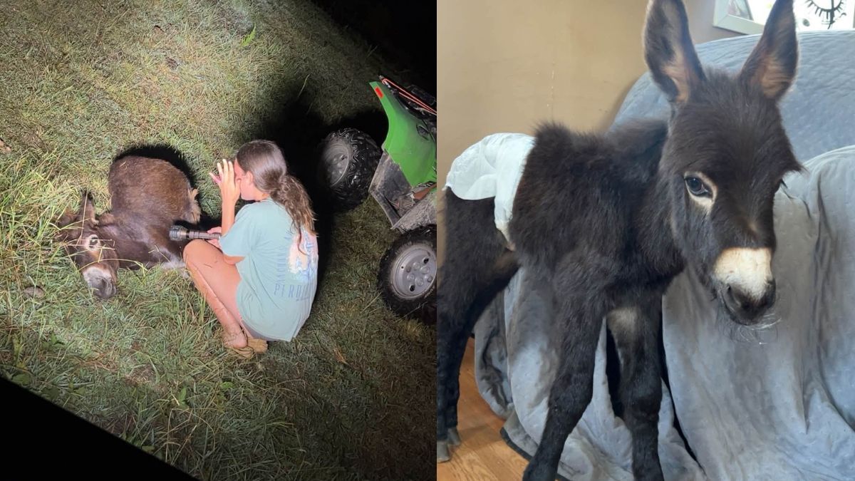 pet donkey shot.jpg